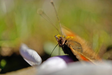 Fototapete bei efototapeten.de bestellen   