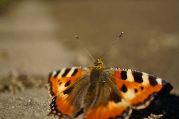 Fototapeta na wymiar Schmetterlinge Deutschlands - Kleiner Fuchs