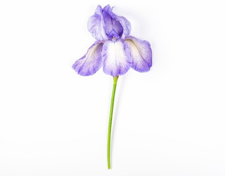 Purple iris flower on white background. Top view. Flat lay.