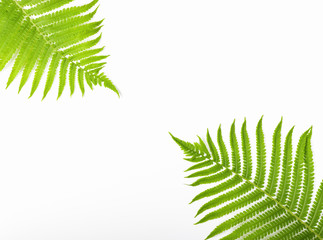 Tropical summer background. Fern branches isolated on white background. Flat lay. Top view with copy space. Minimal concept.
