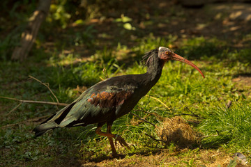 Northern bald ibis, hermit ibis, waldrapp (Geronticus eremita).