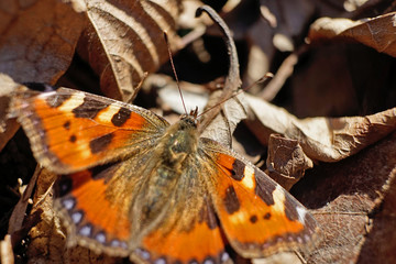 Fototapete bei efototapeten.de bestellen   