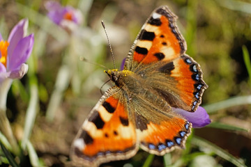 Schmetterlinge Deutschlands - Kleiner Fuchs