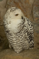 Snowy owl (Bubo scandiacus).