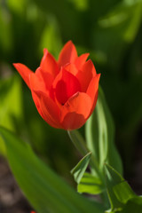 red tulip