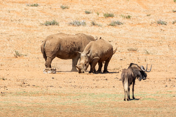 Fototapeta premium White Rhino Pair