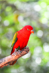 Chattering Lory parrot standing on branch tree nuture green background
