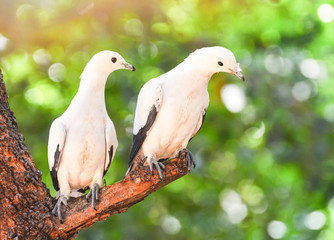 Pied Imperial Pigeon bird dove on branch tree in nature green background