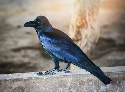 Bird black Carrion Crow standing on floor / Corvus corone