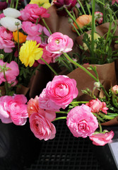 pink ranunculus