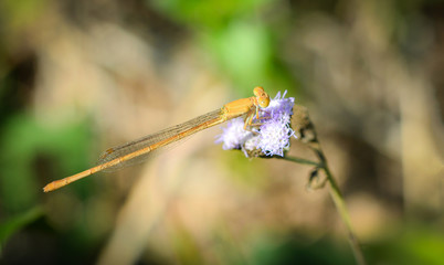 Yellow dragonfly on purple flowers beautiful on nature green blur background