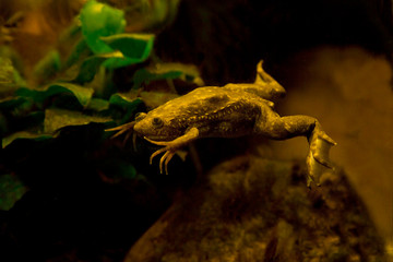 African clawed frog, African clawed toad, African claw-toed frog, platanna (Xenopus laevis).