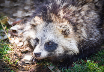 Japanese raccoon dog sitting in the grass / tanuki animal