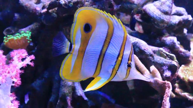 Copperband Butterflyfish - (Chelmon rostratus)