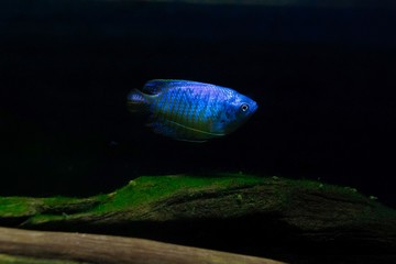 Obraz premium La vida en la pecera 