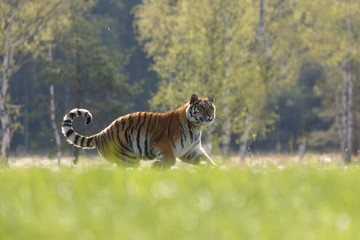 Tiger im Frühling