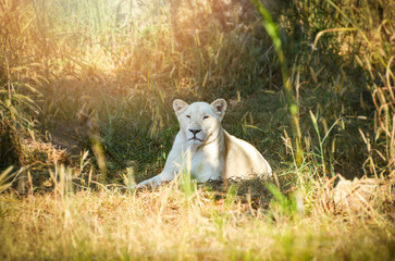 female white lion lying relaxing on grass field safari in the national park