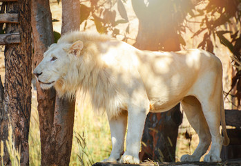 White lion standing safari in the national park / king of the Wild