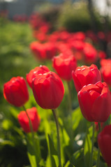 A group of red tulips near the house. Spring landscape.