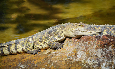 Crocodile lying relaxing on stone near the water in crocodiles farm / animal wildlife reptile