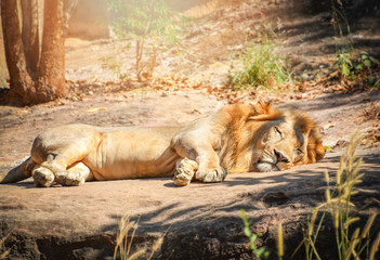 Lion lying relaxing on floor stone safari in the national park / king of the Wild