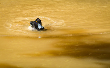 Tufted duck swimming in the pond river in the duck farm
