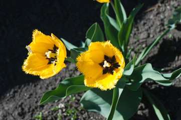 Spring background with beautiful yellow tulips.
