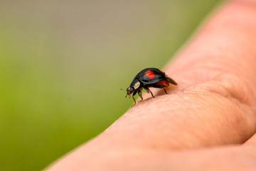 Ladybird