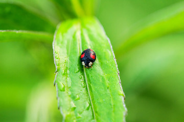 Ladybird