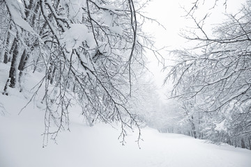 Fototapeta na wymiar Winter Hiking Trail In Nebrodi Park, Sicily