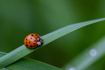 Fototapeta premium Ladybird