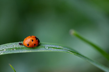 Ladybird