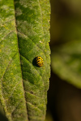 Ladybird