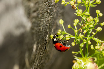 Ladybird