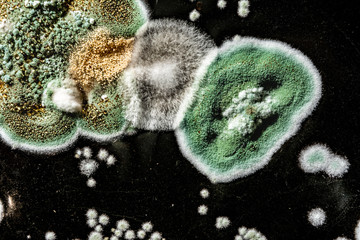 development of fungal mold in food, green mold on black white background, microbiology macro abstract background