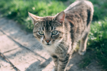 Naklejka na ściany i meble Homemade gray tabby cat at sunset. The cat looks up and straight. Yellow-green blurred background with circles. Cat face close up. Pet in nature. Bokeh. Village, park. Summer.