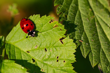 Ladybird