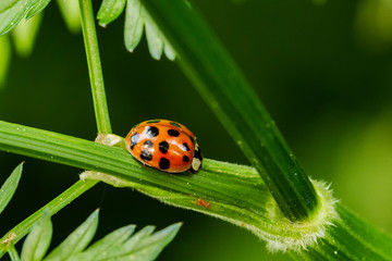 Ladybird