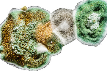 development of fungal mold in food, green mold on white background, microbiology macro abstract background