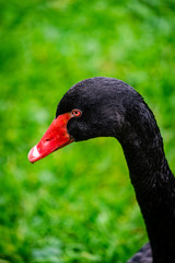 Black swan with red beak