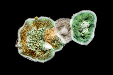 development of fungal mold in food, green mold on black white background, microbiology macro...