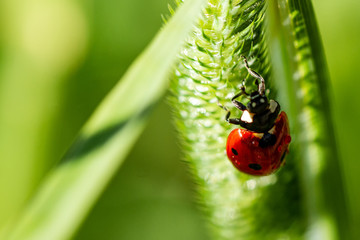 Ladybird