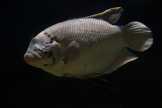 Giant gourami (Osphronemus laticlavius).