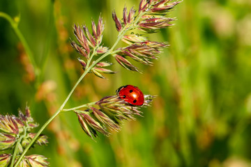Ladybird