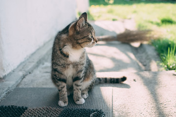 Homemade gray tabby cat at sunset. The cat looks up and straight. Yellow-green blurred background with circles. Cat face close up. Pet in nature. Bokeh. Village, park. Summer.