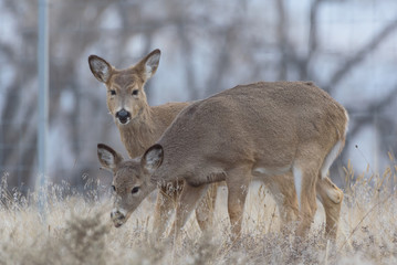 Naklejka na ściany i meble Wild Deer on the High Plains of Colorado
