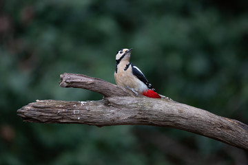 Buntspecht auf einem Ast
