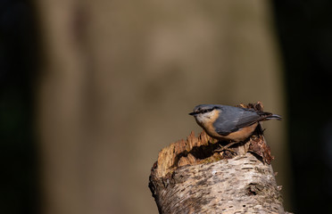 Kleiber auf einem Stamm