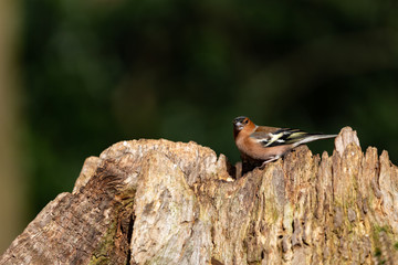 Buchfink auf demBAumstamm