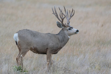 Wild Deer on the High Plains of Colorado